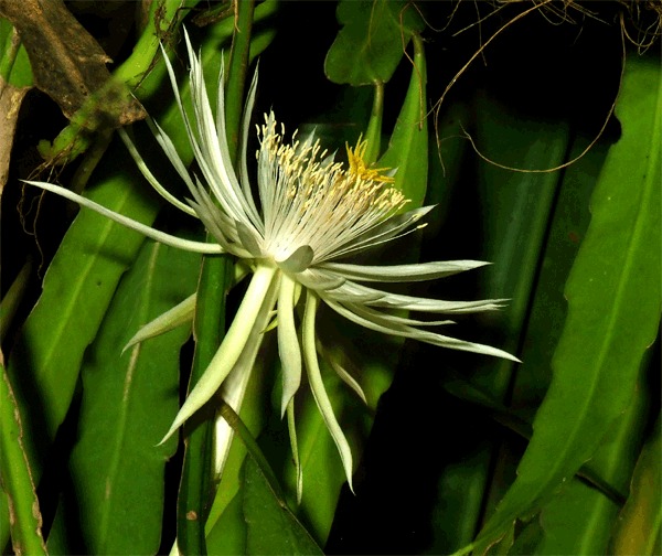 Epiphillum phyllanthus