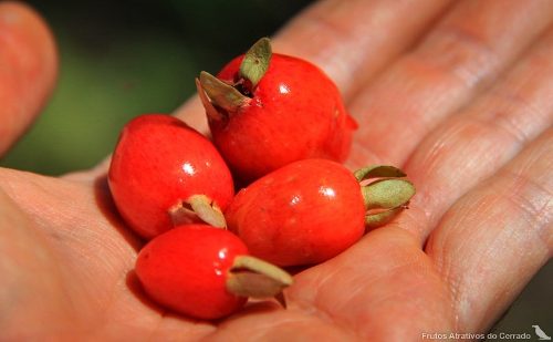 Eugenia Calycina