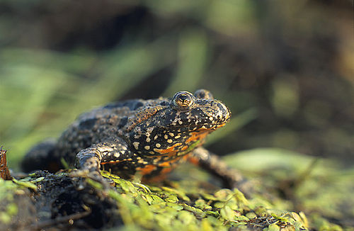 Família Bombinatoridae