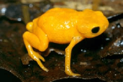 Família Brachycephalidae