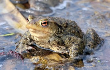 Família Bufonidae