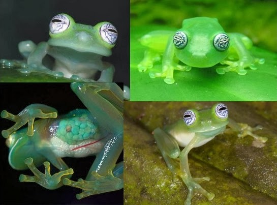Família Centrolenidae
