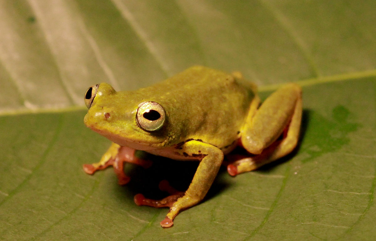 Família Hemisotidae