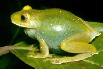 Família Hylidae