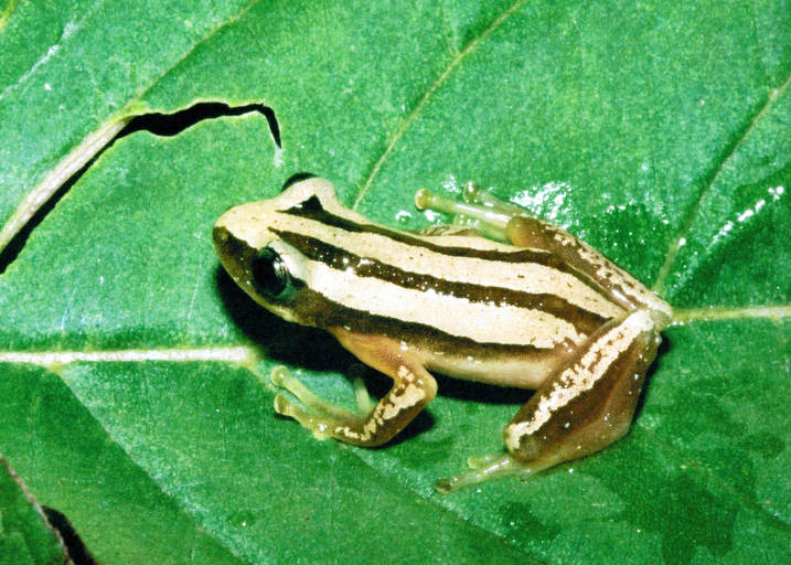 Família Hyperoliidae