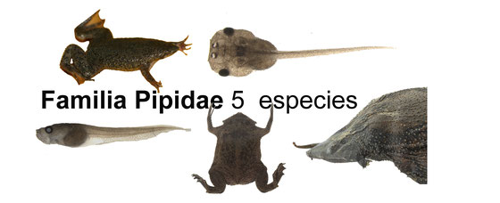 Família Pipidae