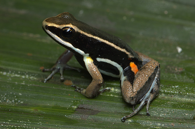 Família Rhinodermatidae