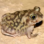 Família Scaphiopodidae