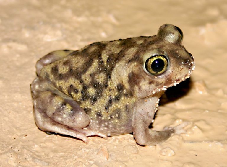 Família Scaphiopodidae