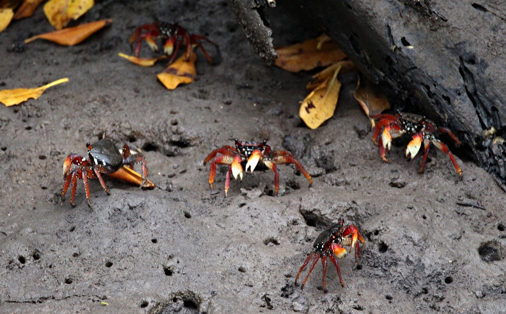 Filhotes de Caranguejo Aratu Vermelho