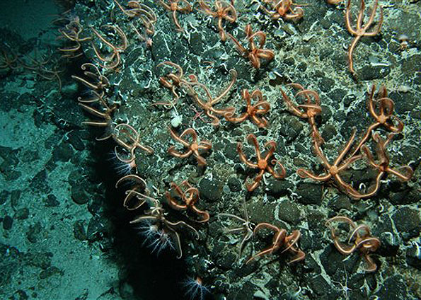 Filhotes de Estrela Do Mar