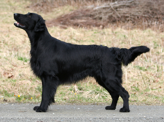 Flat-Coated Retriever 