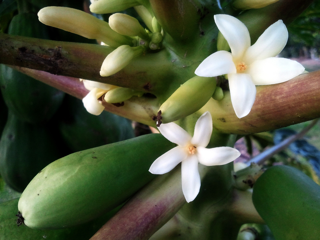 Flores do Mamão