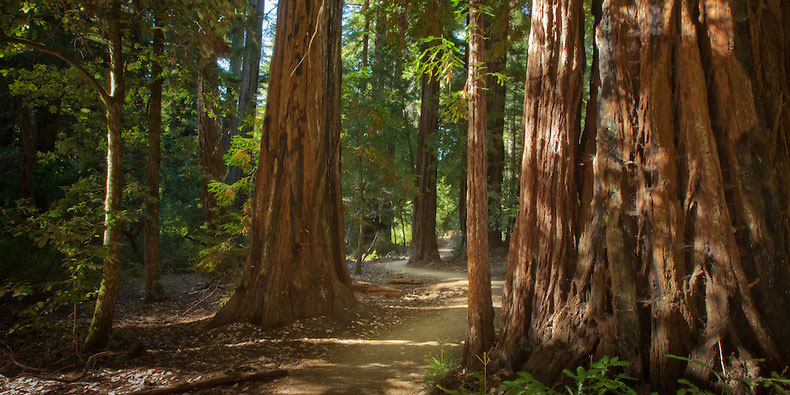Floresta Com Sequoia