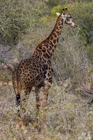 Girafa Camelopardalis