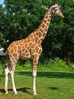 Giraffa Reticulata