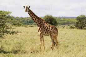 Giraffa Tippelskirchi
