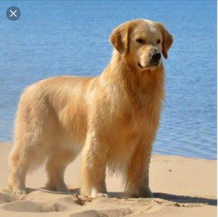 Golden Retriever 