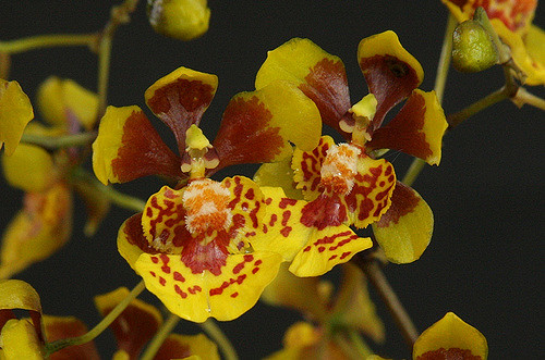 Orquídeas com Bulbos Redondos