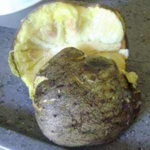 Graviola Amarela do Mato: Características e Nome Científico | Mundo ...
