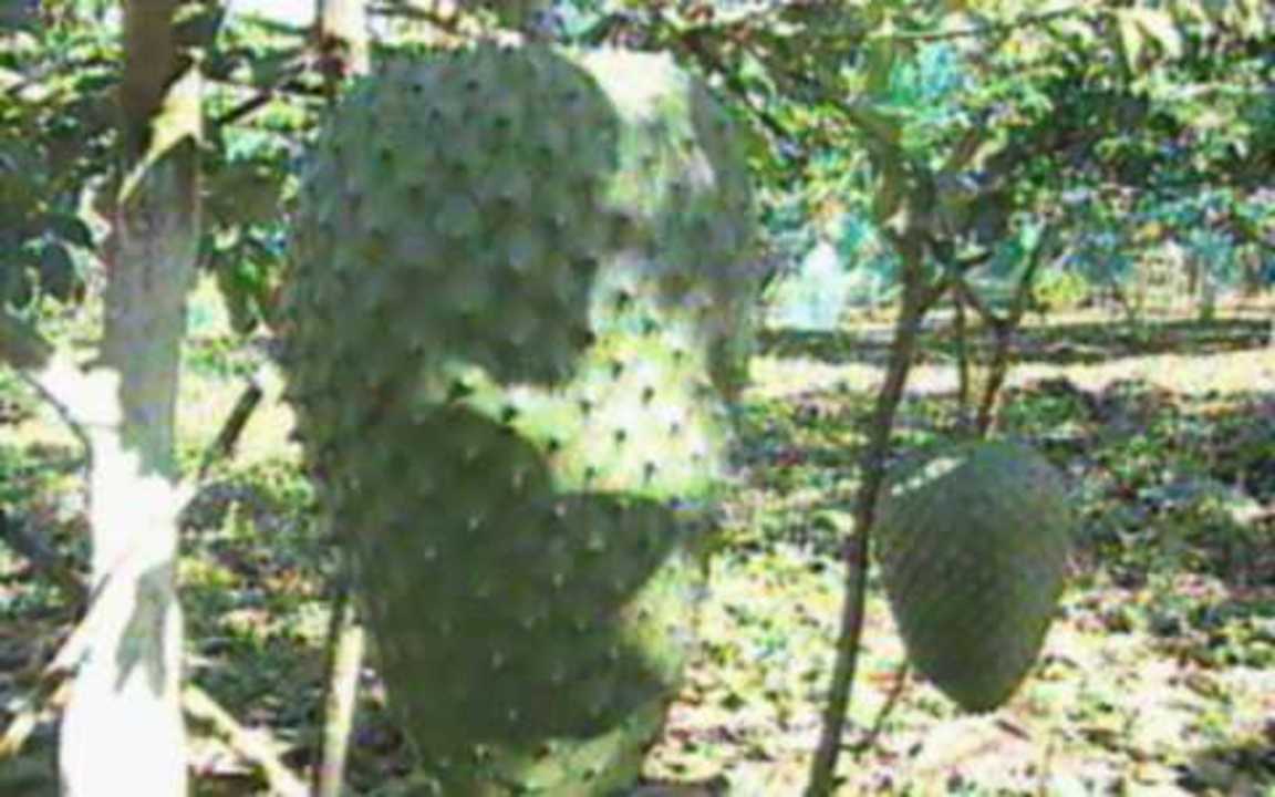 Graviola Amarela do Mato no Pé