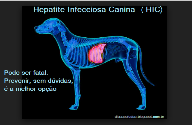 Hepatite Infecciosa Canina 