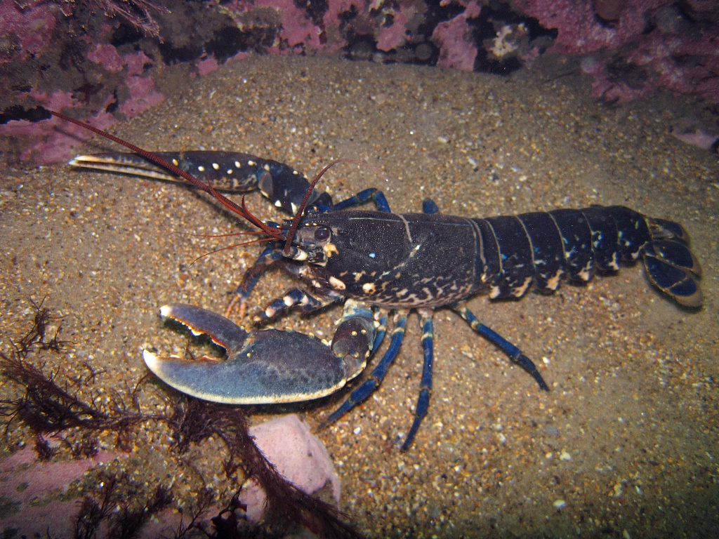 Раки живут в воде. Омар ракообразное. Homarus Gammarus. Европейский лангуст. Европейский Омар.