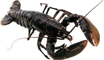 Homarus Gammarus