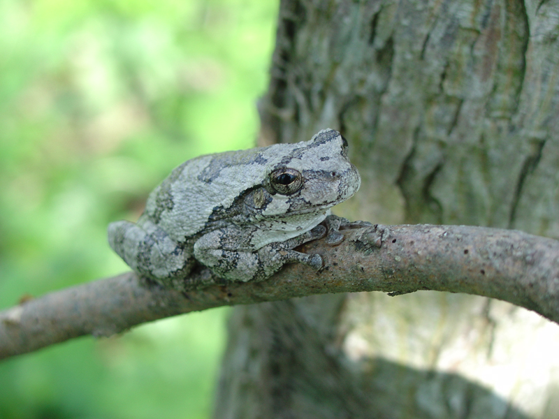 Hyla Versicolor