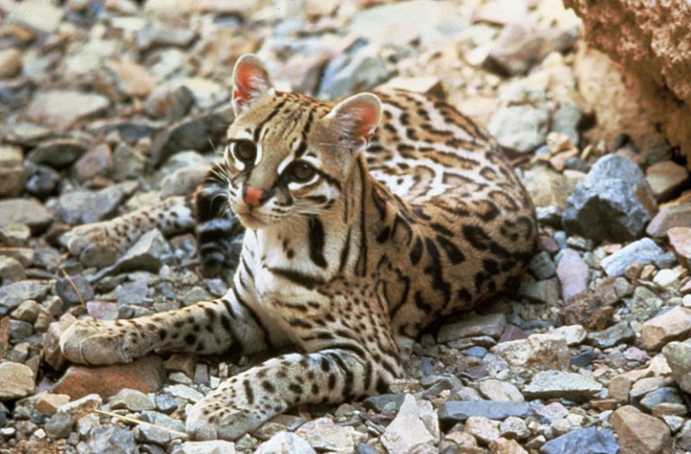 Jaguatirica