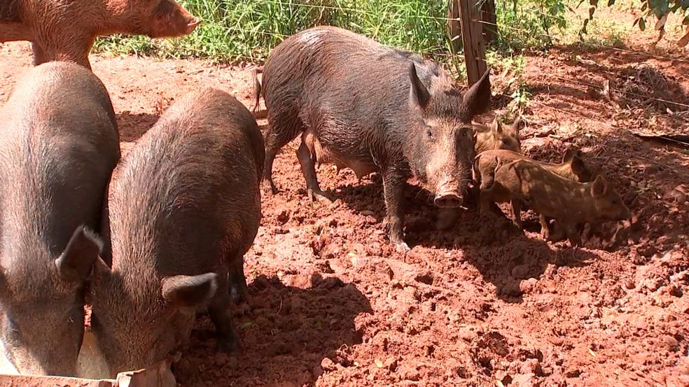 Javaporcos se Alimentando