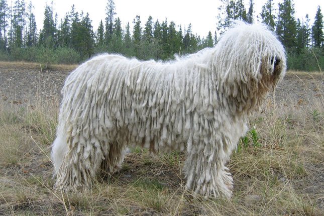 Komondor 