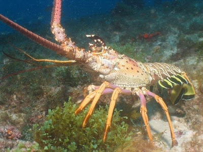 Lagosta Animal: Morfologia, Biologia, Anatomia e Partes Principais