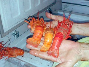 Lagosta Vermelha Pescada