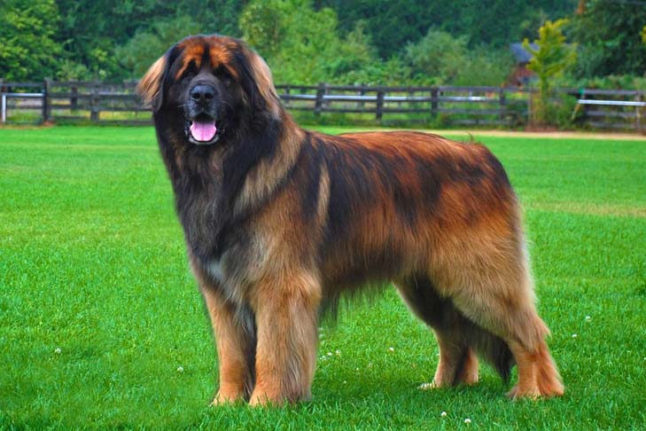 Leonberger 