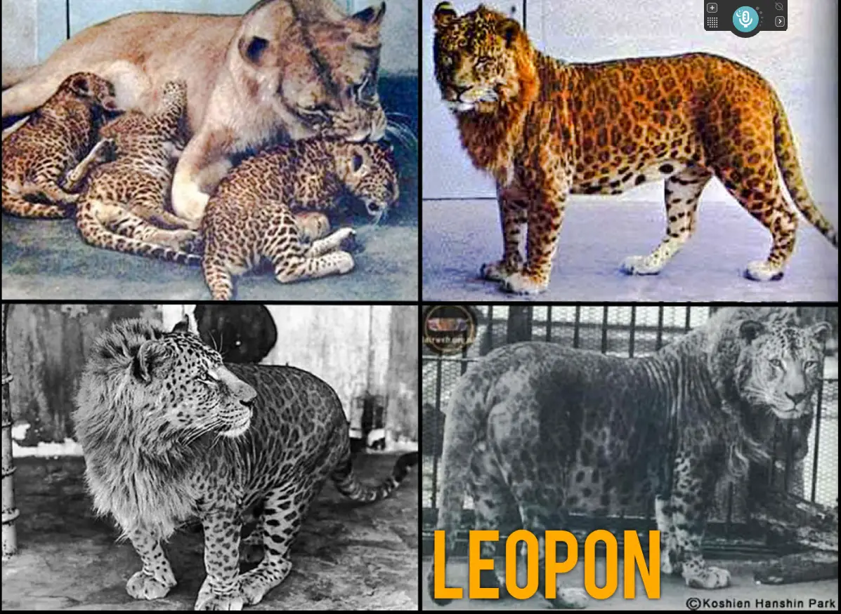 Leopon Hybrid
