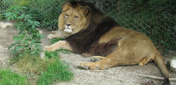 Leão da Barbária