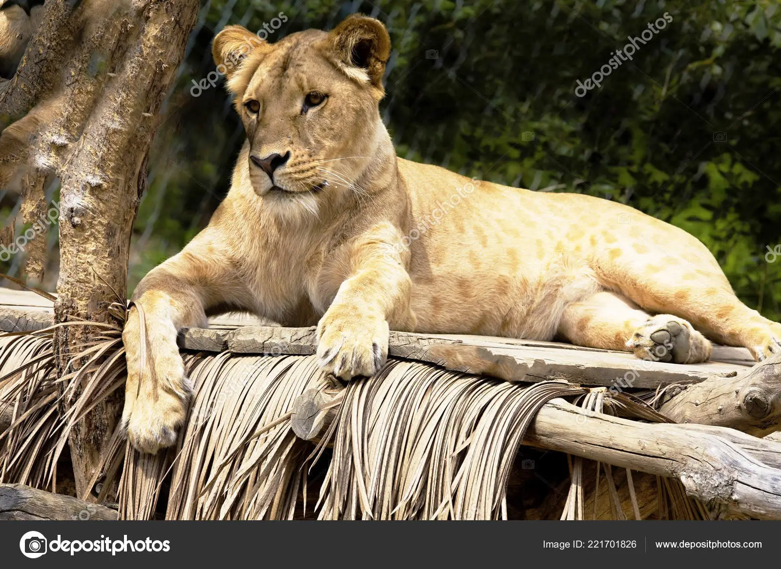 Leão do Sudoeste Africano 
