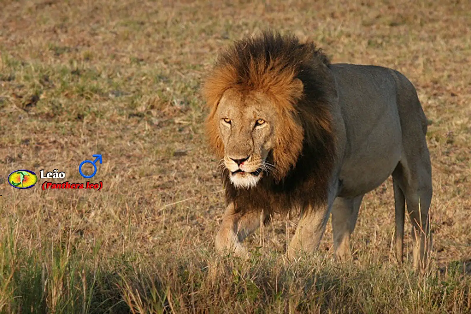 Leão do Transvaal