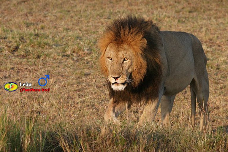 Leão-do-Transvaal