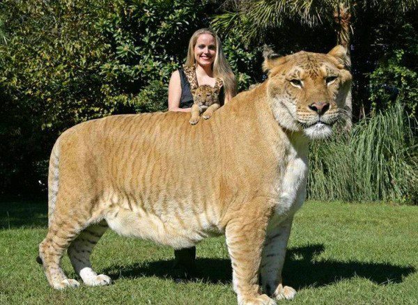 Animais Hibridos Raros, Diferentes e Exóticos Com Fotos