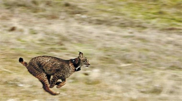 Velocidade do Lince: Qual o Máximo Que Pode Chegar?