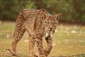 Lince Euroasiático