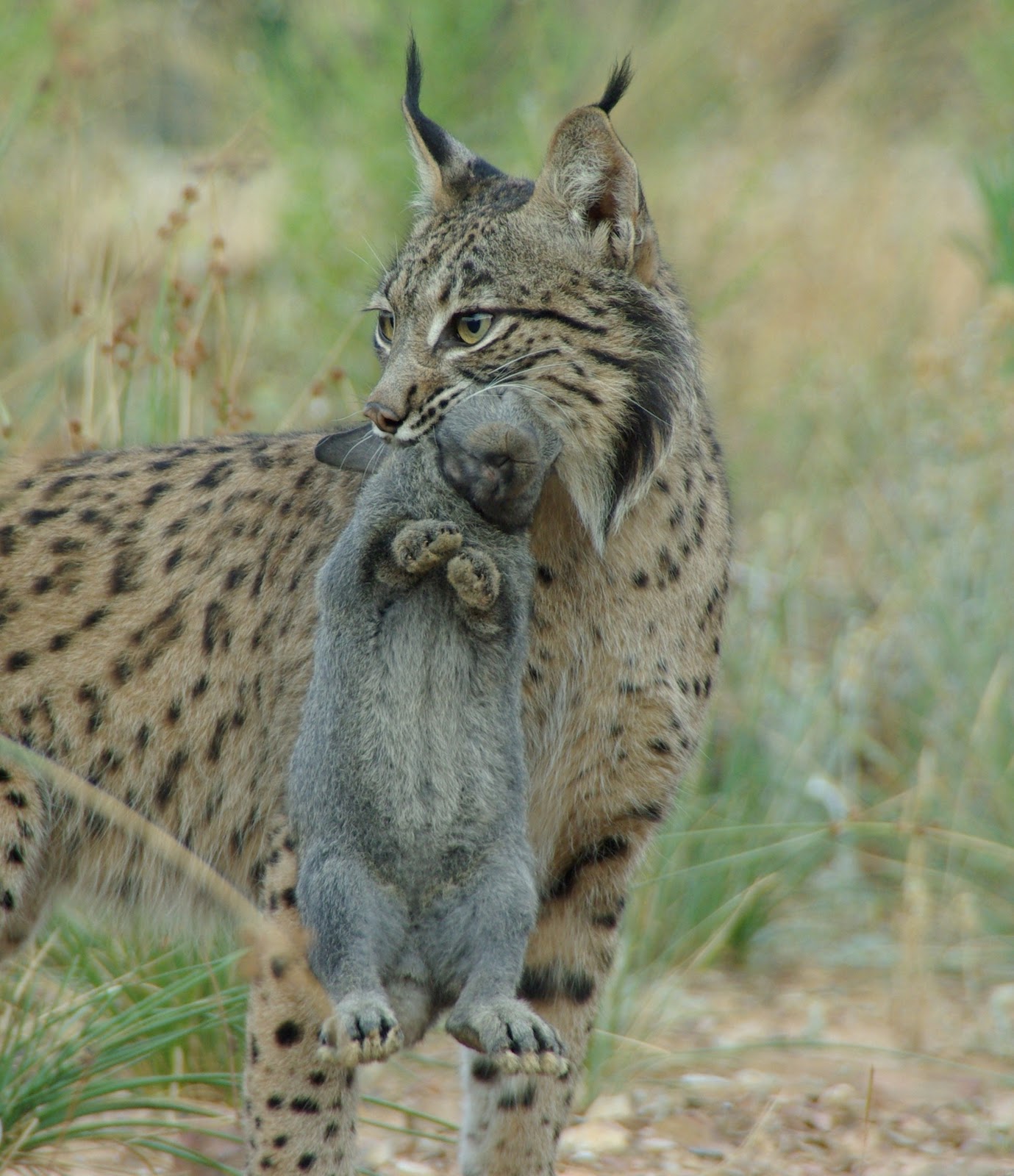 Lince Pardo Caçando 