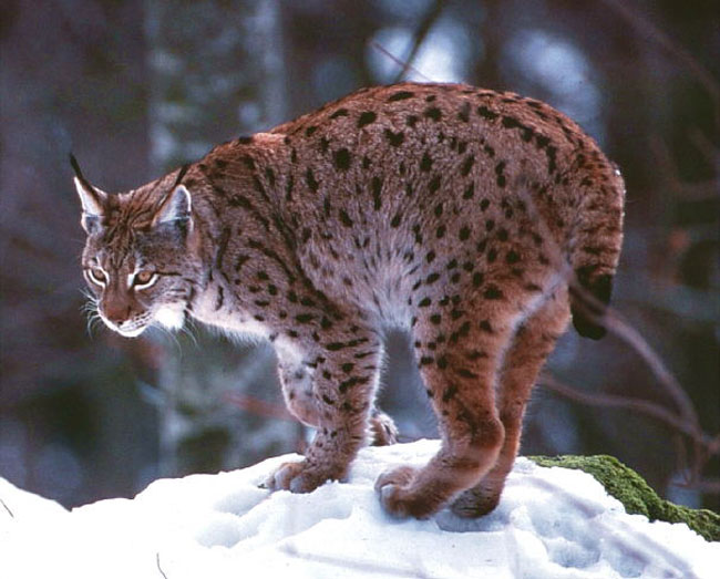 Lince Pardo: Fotos, Características e Nome Cientifico