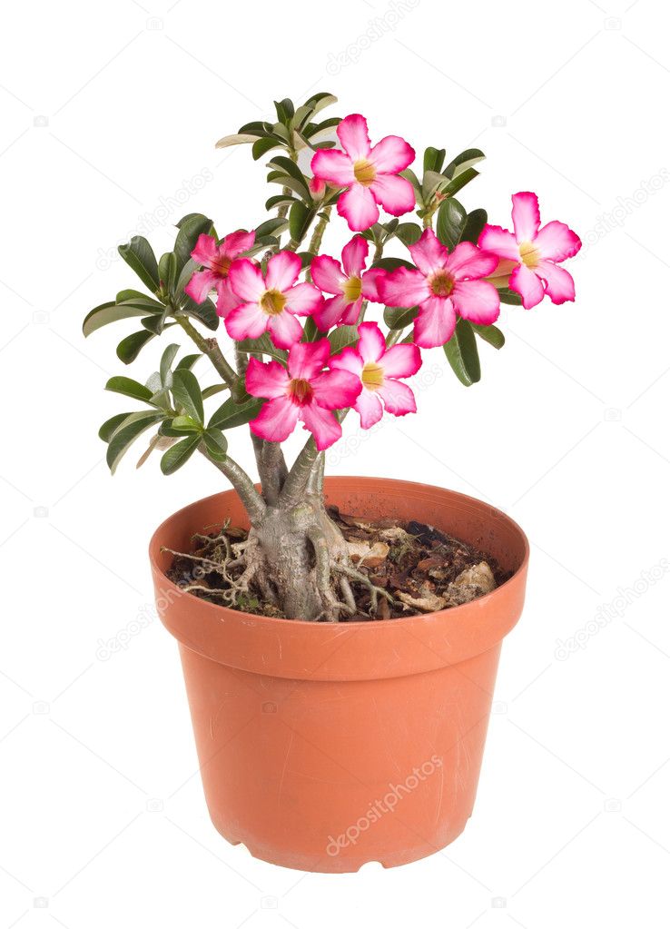 Lírio Impala no Vaso