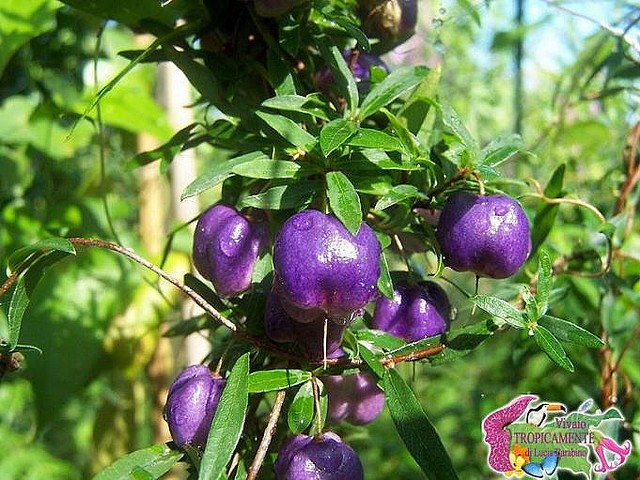 Maçã Roxa é Comestível? Mudas do Pé, Benefícios e Calorias – Mundo Ecologia