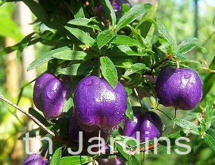 Maçã Roxa é Comestível? Mudas do Pé, Benefícios e Calorias | Mundo Ecologia