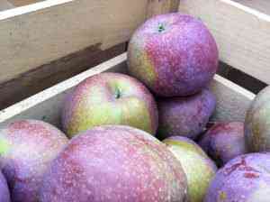 Maçã Roxa é Comestível? Mudas do Pé, Benefícios e Calorias | Mundo Ecologia