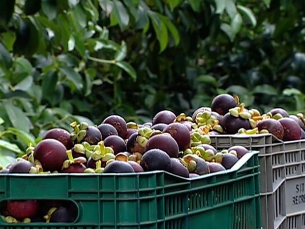 Maçã Roxa é Comestível? Mudas do Pé, Benefícios e Calorias | Mundo Ecologia